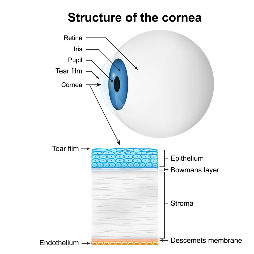 cornea function