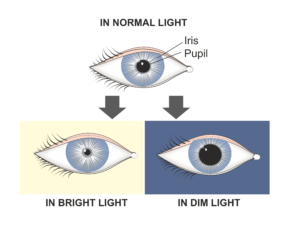 dilated pupils vs normal